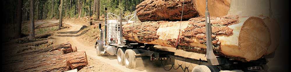 Forestry Canada banner image